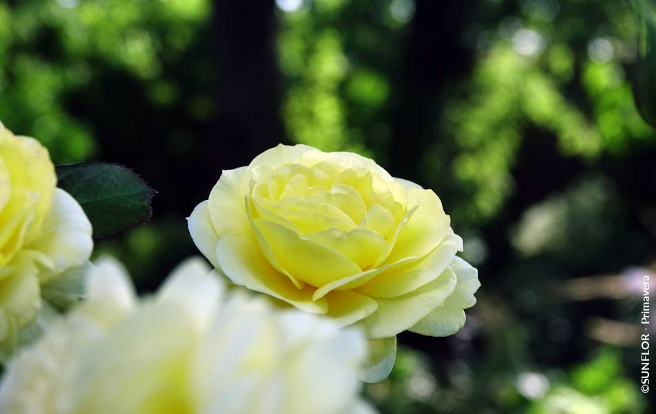 ©SUNFLOR - Primavera